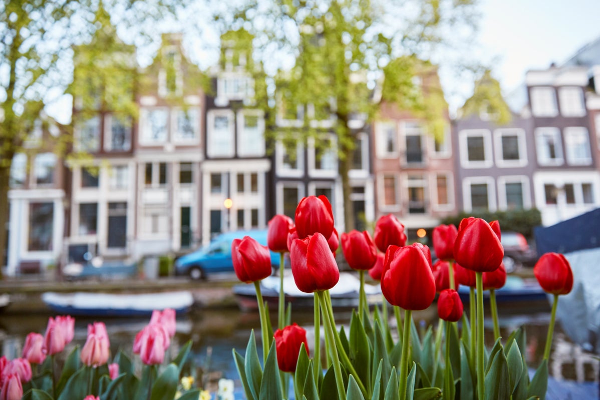 Tulips are encountered at all corners of Amsterdam