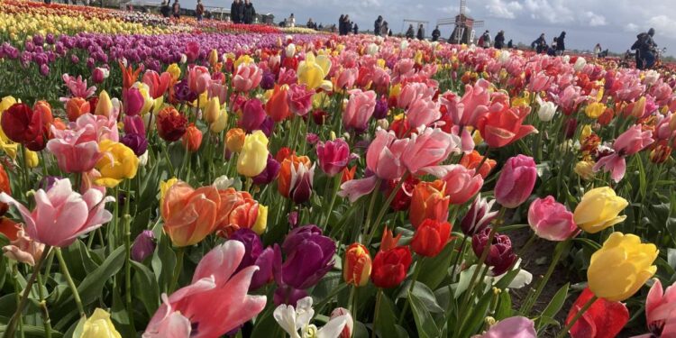 How Amsterdam during tulip season makes for a wonderful city break – here’s how to stay in luxury