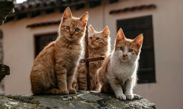 Cyprus gives human Covid pills to cats to fight deadly mutation sweeping island’s felines