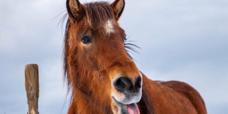 Icelandic Horses Respond to Work Emails When You're Away