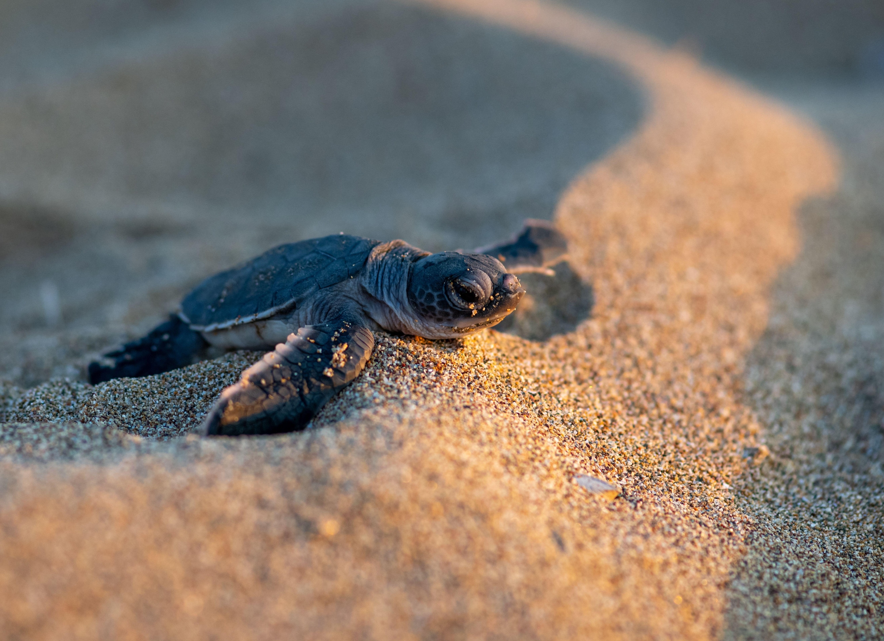 A baby turtle, just hatched, moving towards the sea at Lara Beach, Cyprus