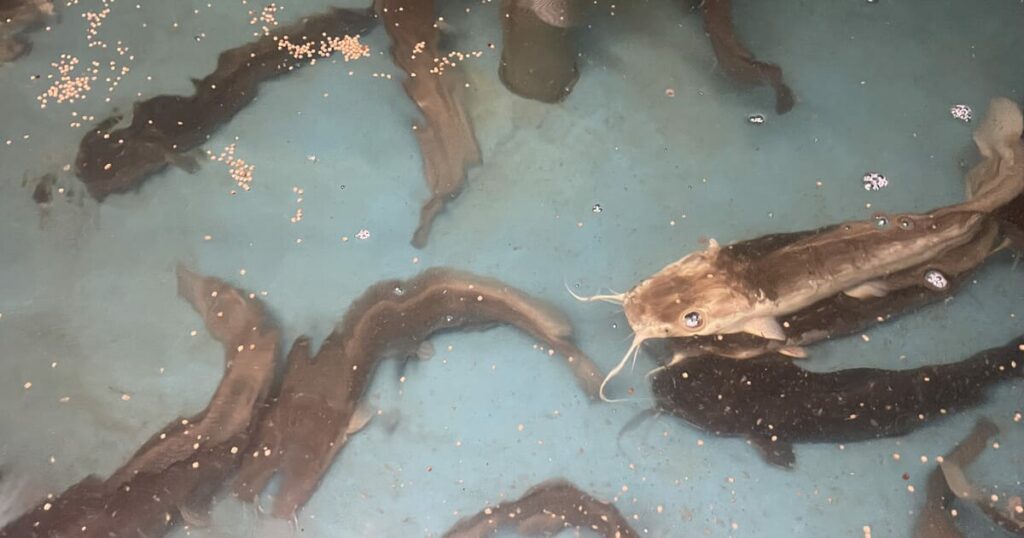 Raising investment for Europe’s largest catfish farm