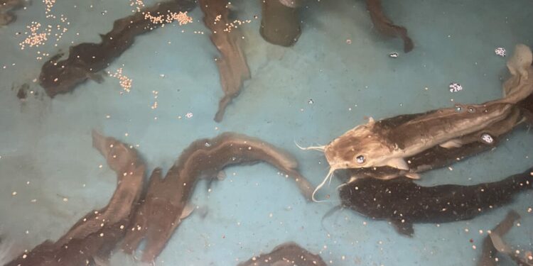 Raising investment for Europe’s largest catfish farm