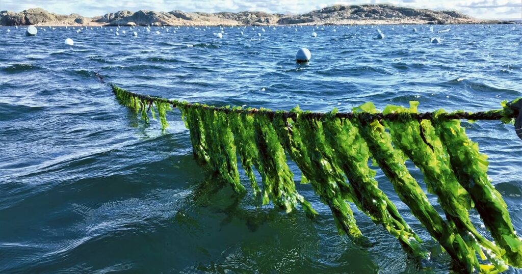 Insights from Sweden’s number one seaweed farm