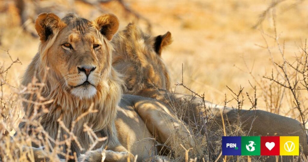 Belgium To Ban Trophy Hunting Imports Of Endangered Species