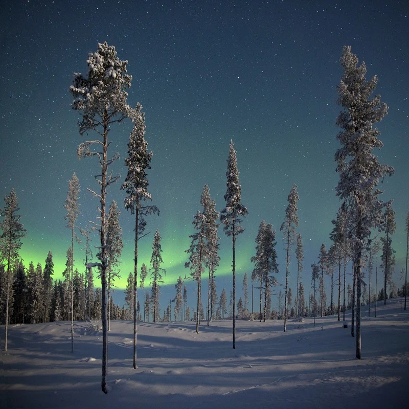 Aurora Over Frozen Pine Trees, Arctic Circle