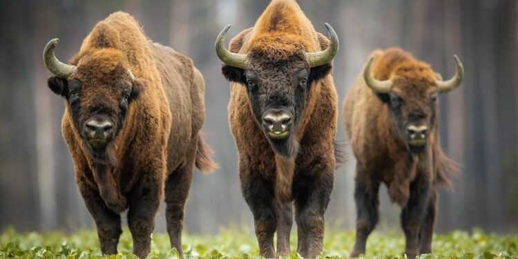 Bison return to Portugal - Geographical