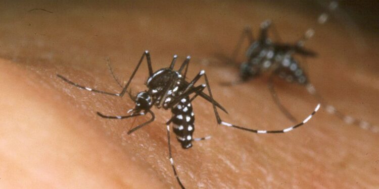 Tiger mosquitoes behind rise of dengue fever in Europe