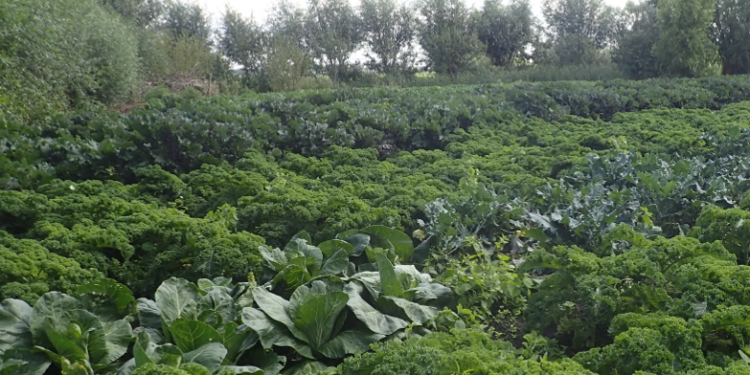 Dutch trail Europe in organic farming, target a long way off