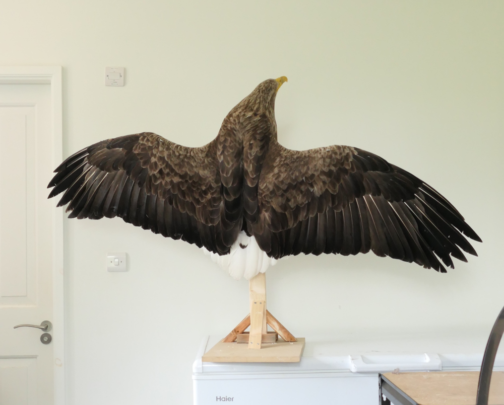 a taxidermy white tailed eagle