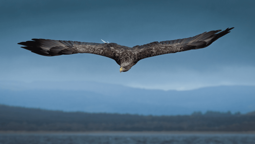 The World’s Fourth-Largest Eagle Is Making A Comeback In Europe