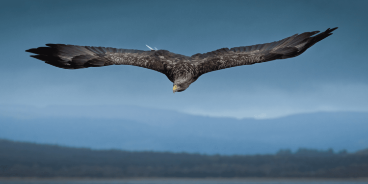 The World’s Fourth-Largest Eagle Is Making A Comeback In Europe
