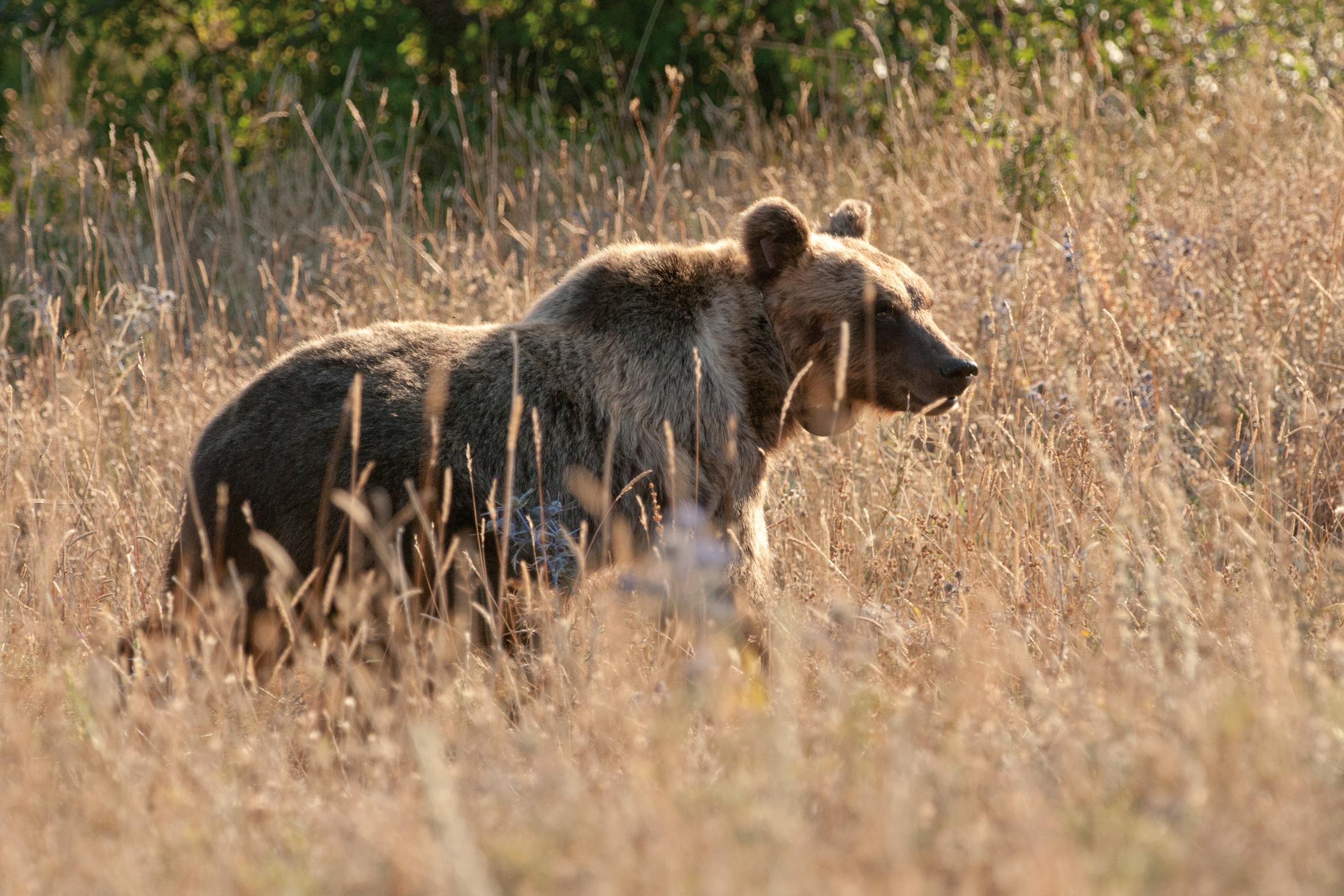 The Marsican brown bear gets its name from a local tribe that pre-dated the Romans