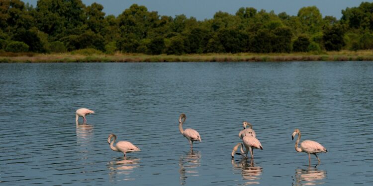 Albania's pink flamingos flourish: Elsewhere in emerging Europe