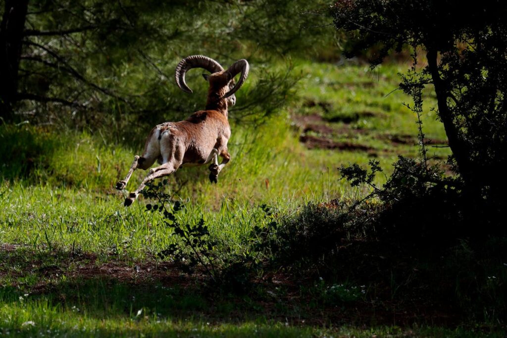 Biologists defy Cyprus' ethnic cleave to protect environment Nicosia Europe Cyprus Greece Turkish