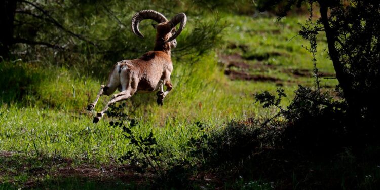 Biologists defy Cyprus' ethnic cleave to protect environment Nicosia Europe Cyprus Greece Turkish