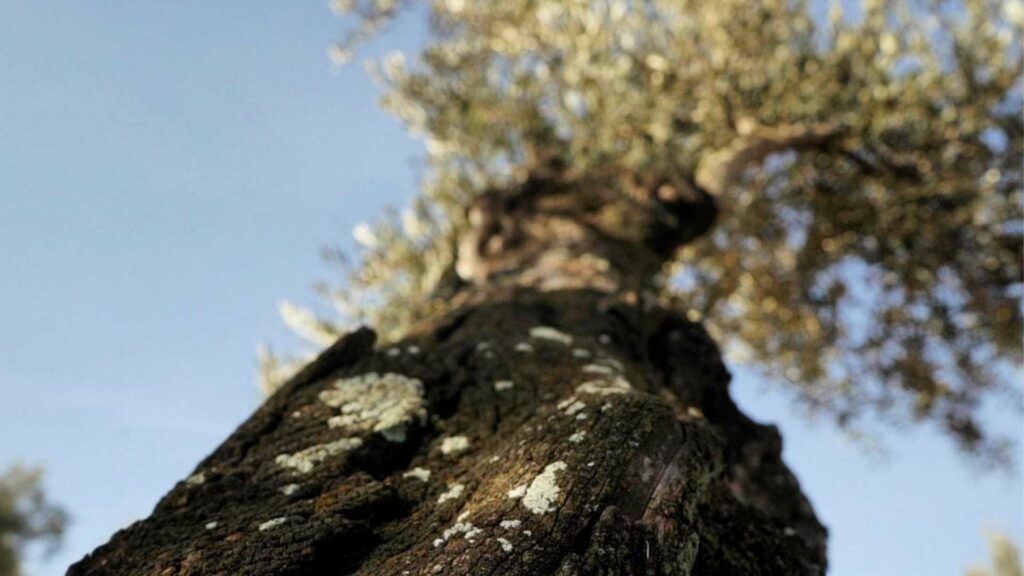 Cyprus Olive Oil Use Slips As Crisis Forces Hard Choices