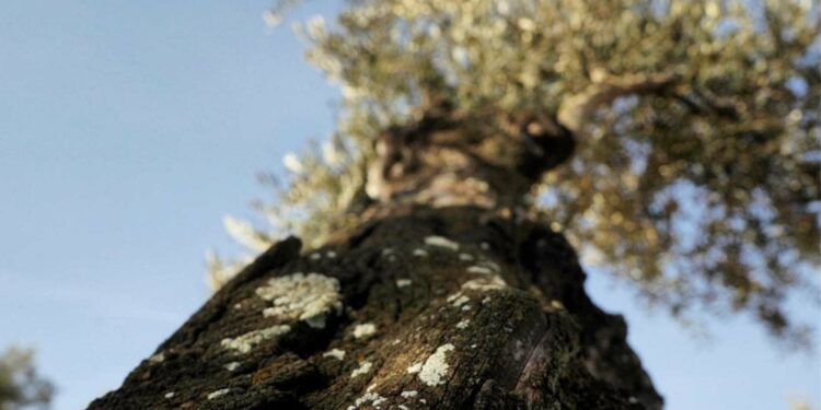 Cyprus Olive Oil Use Slips As Crisis Forces Hard Choices