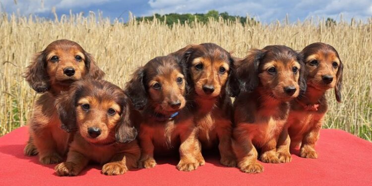 Dachshunds under threat as Germany proposes ban on breeding