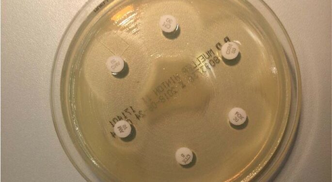 First Report of Kosakonia radicincitans Bacteraemia from Europe (Austria) – Identification and Whole-Genome Sequencing of Strain DSM 107547