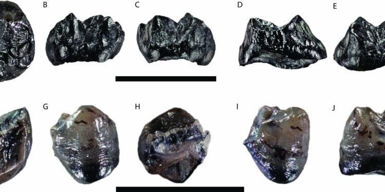 First ever report of two ancient ape species cohabiting in Miocene Europe 11 million years ago