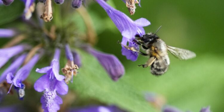 French rains drench bees and their habitats