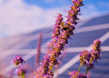 Global Capital Finance on building solar PV in Southern Europe