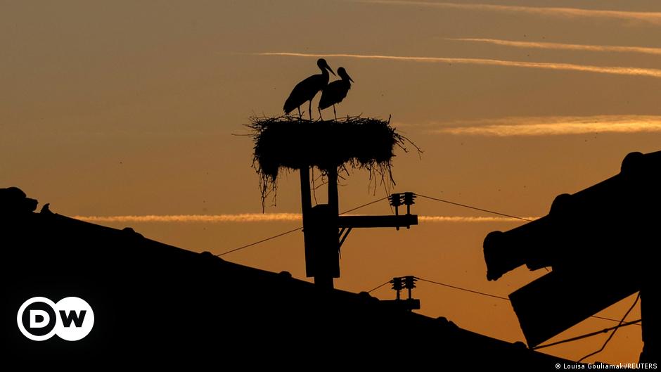 Storks sit on their nest in the village of Ormenio