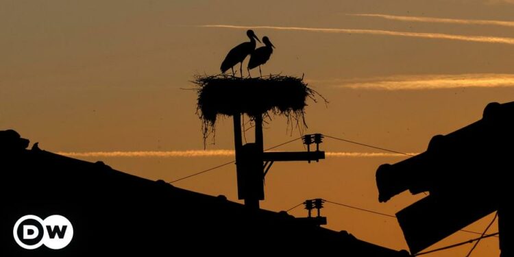 Storks sit on their nest in the village of Ormenio