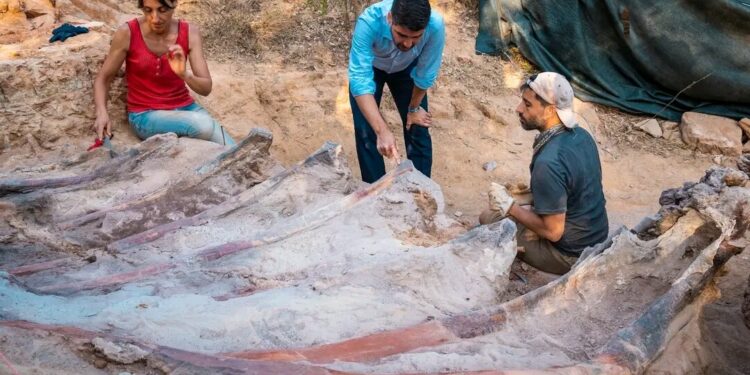 Largest dinosaur skeleton in Europe may have been found in Portugal