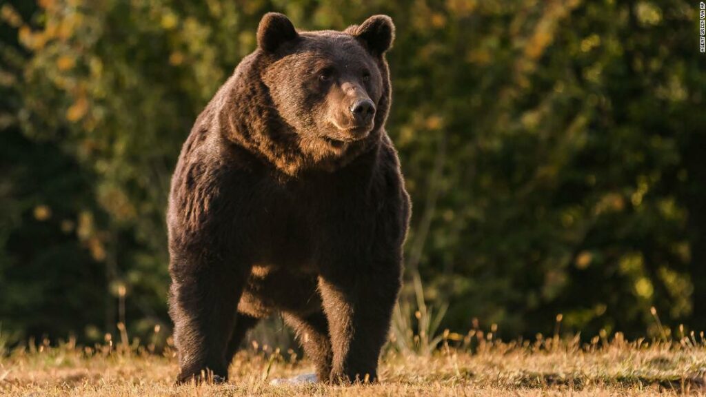 Liechtenstein prince accused of killing one of Europe’s biggest bears