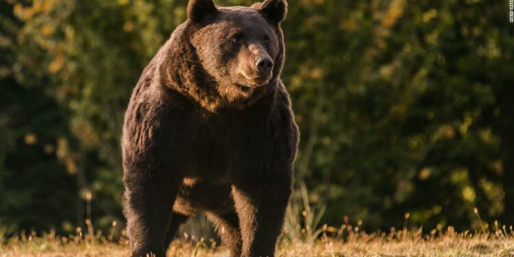 Liechtenstein prince accused of killing one of Europe’s biggest bears