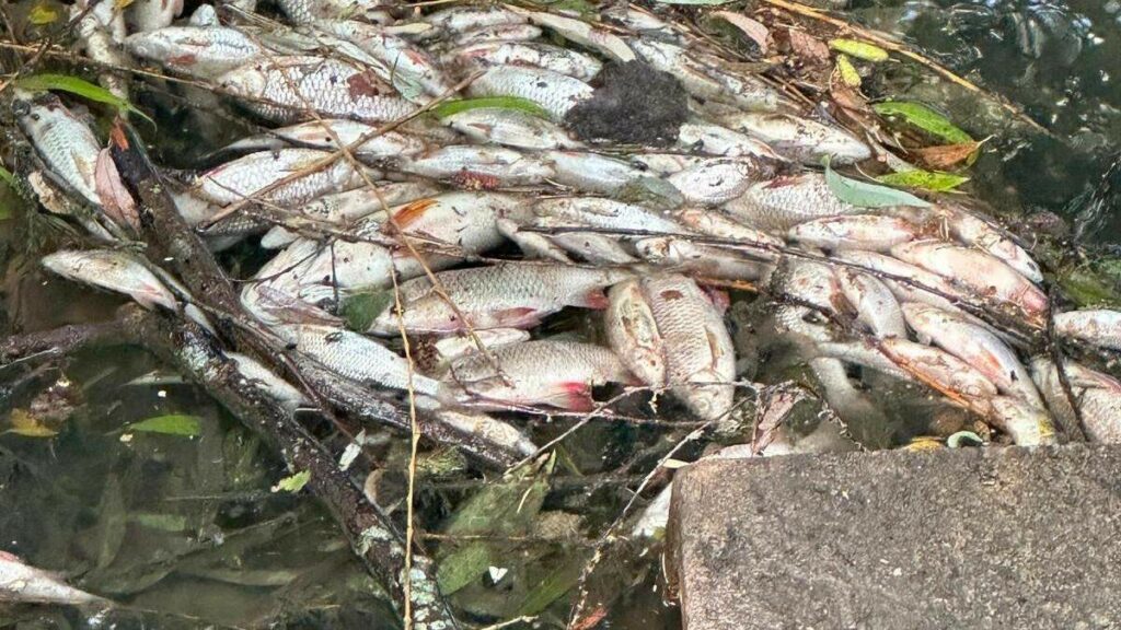 Many dead fish found in a stream in south of Luxembourg