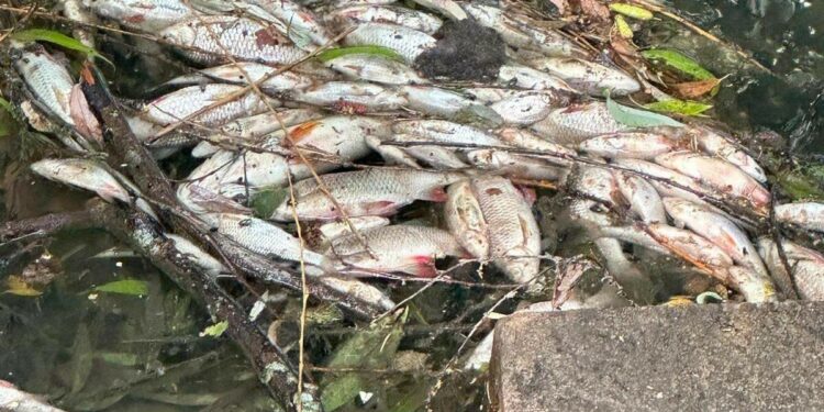 Many dead fish found in a stream in south of Luxembourg