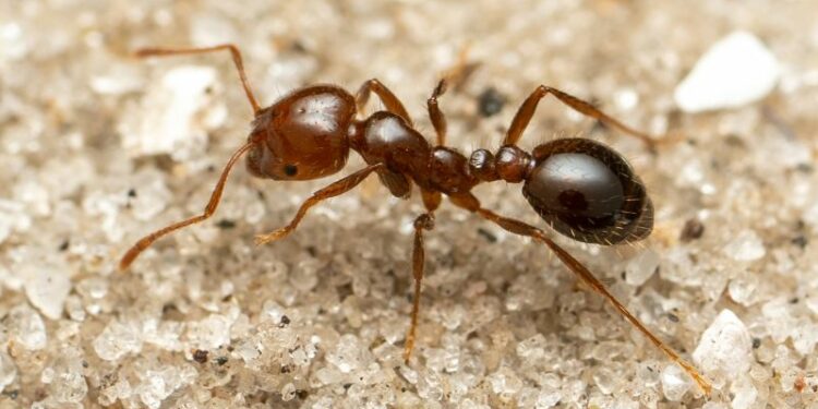 Solenopsis invicta: Red fire ants, an invasive species with a painful sting, have spread to Europe