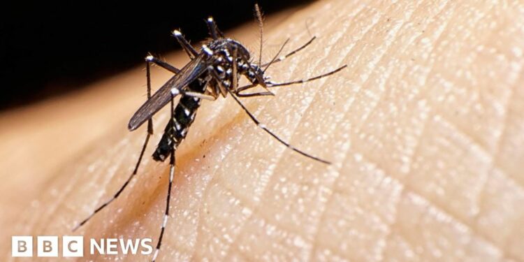 Spread of tiger mosquito behind rise of dengue fever in Europe