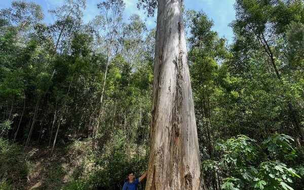 The Tallest Tree in Europe – Coimbra, Portugal