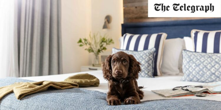 The best dog-friendly hotels in the UK - The Telegraph