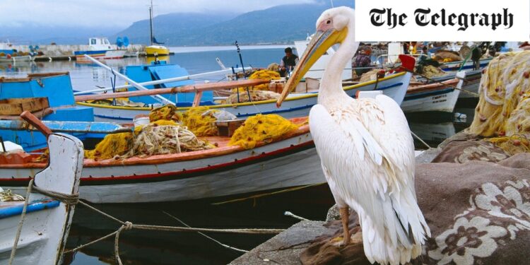 The surprising sea-and-sun Greek island that teems with wildlife in spring