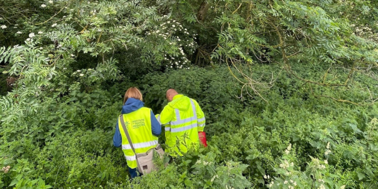 Tiger mosquito detection doubles in Belgium