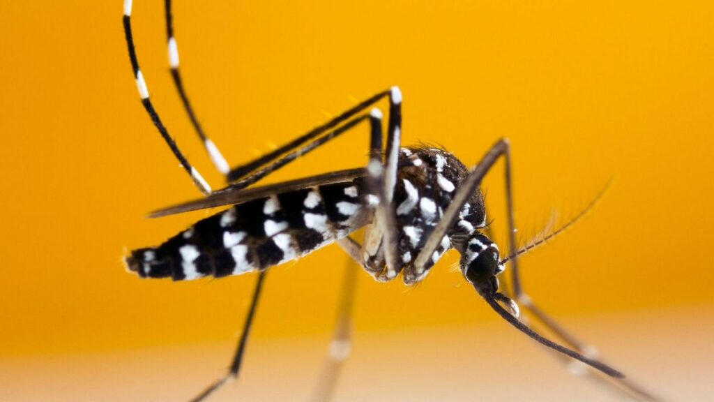 Travelling to a European country with dengue? Top tips to keep tiger-mosquitoes at bay