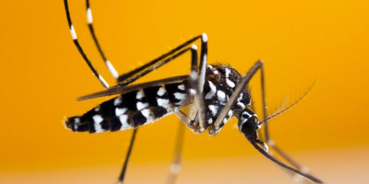 Travelling to a European country with dengue? Top tips to keep tiger-mosquitoes at bay