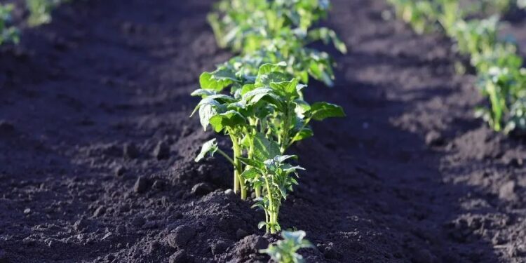 Weather woes and seed quality impact early summer potato crops across Ireland and Europe – Potato News Today