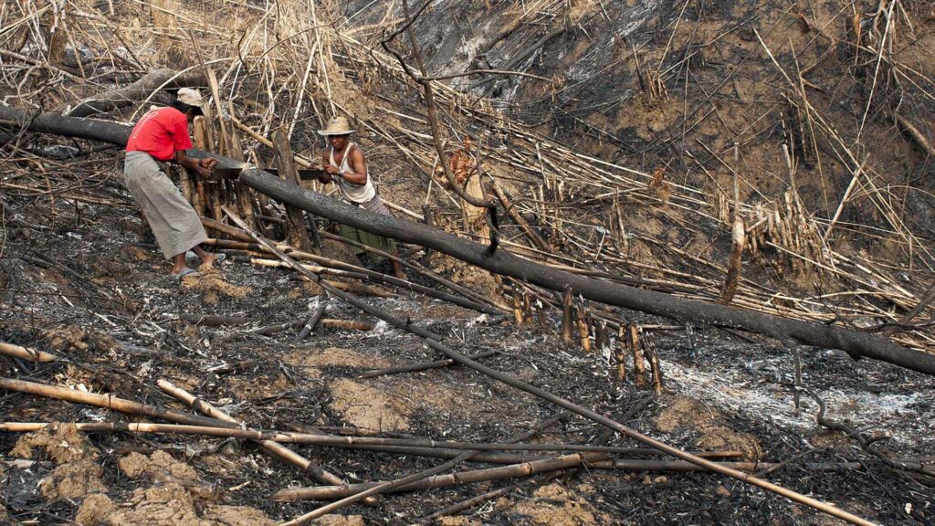 Myanmar’s controversial timber trade persists, despite Western sanctions