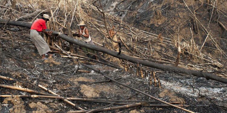 Myanmar’s controversial timber trade persists, despite Western sanctions