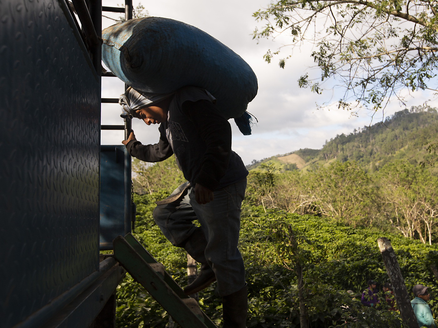 Guatemalan coffee worker