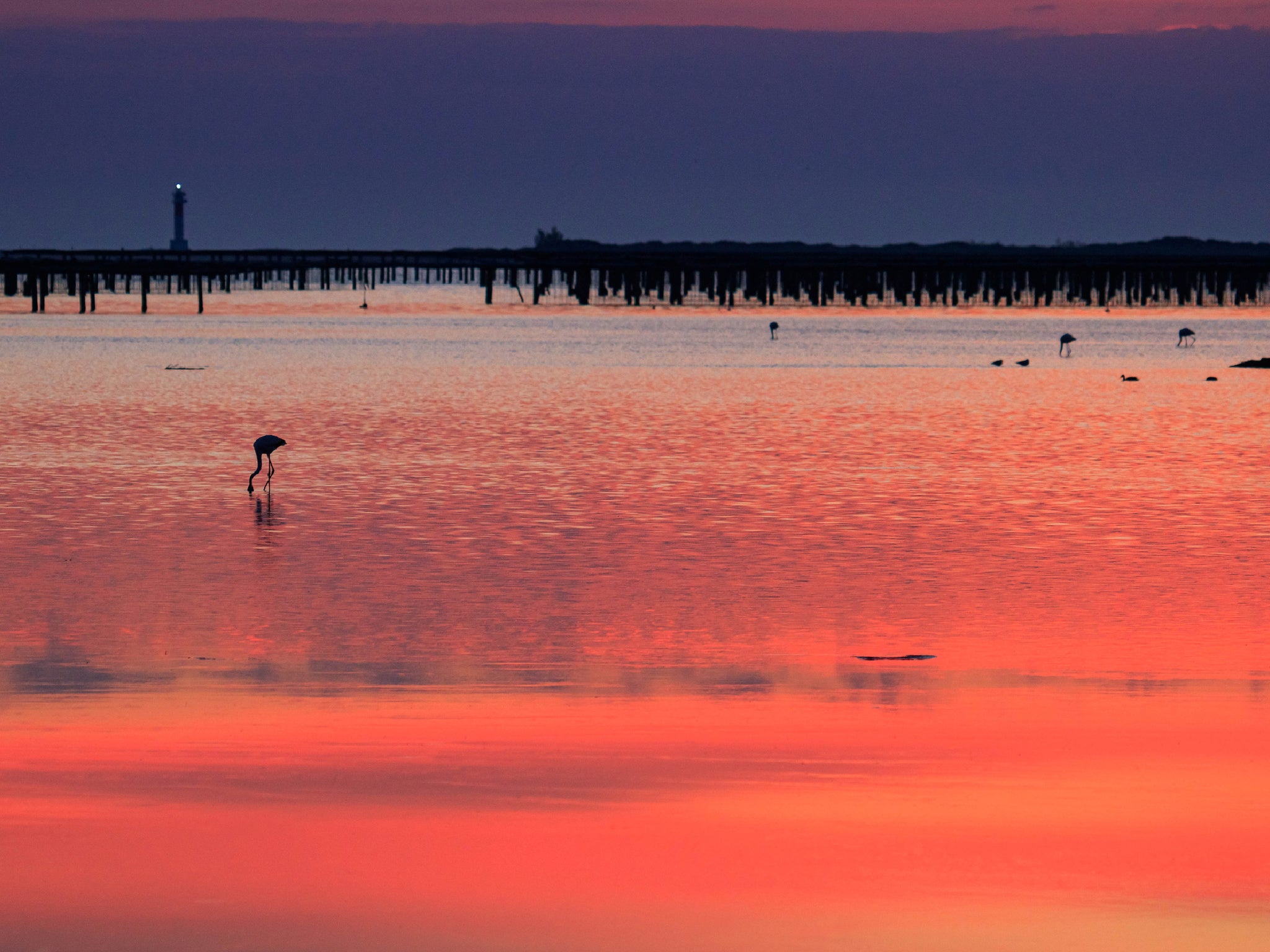 Enjoy one of the largest flamingo colonies in Europe