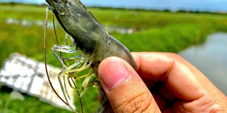 Netherlands considers pushing for Europe-wide import ban on ablated shrimp