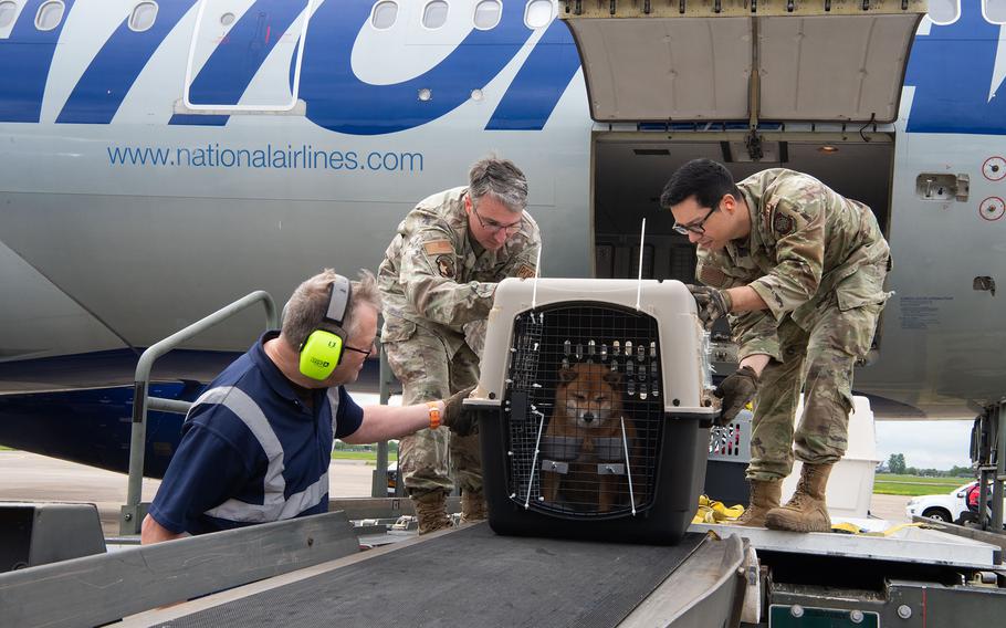 U.S. airmen unload pets from the Patriot Express at RAF Mildenhall, England, in May 2023. The Centers for Disease Control and Prevention has issued new regulations for bringing dogs into the U.S.