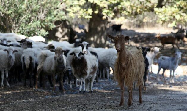 Greece announces nationwide restrictions to combat ‘goat plague’ outbreak